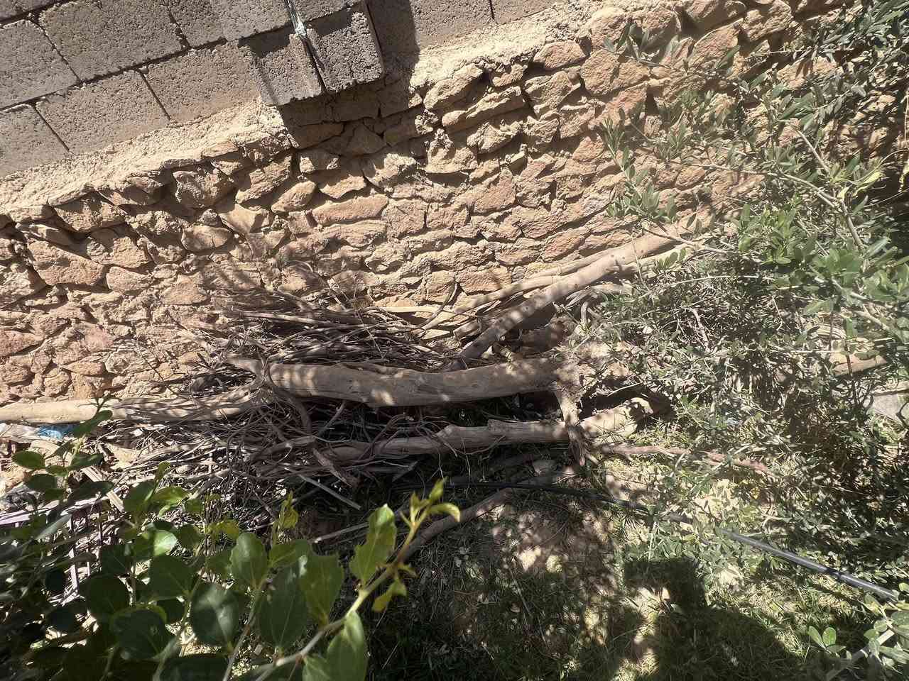 متوفر خشب حطب تقريبا حمل كية 
مال شجر زيتون وقلنطوز ومشمش
مثل ما موضح بالصور المكان حقلانية


**إذا كنت صاحب هذا الإعلان وتريد حذفه لأي سبب، رجاءا أرسل رسالة إلى الدعم الفني**