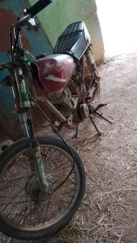 وراق صولي • سعر خاص • للبيع