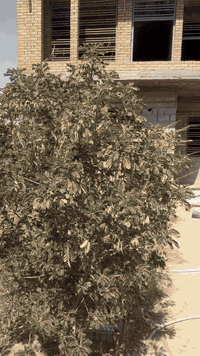 هيكل كامل طابقين للبيع مساحه ٢٥٠متر بيه نواقص ويكمل تاخذ هيكل على هاي الوضعية طابو زراعي سند ٢٥بيه وكاله موقعه في تقاطع القدس بالقرب من شارع التضامن مدخل شارع التضامن بالقرب من مكتب الاثاث على ديالى للاتصال على ***********
