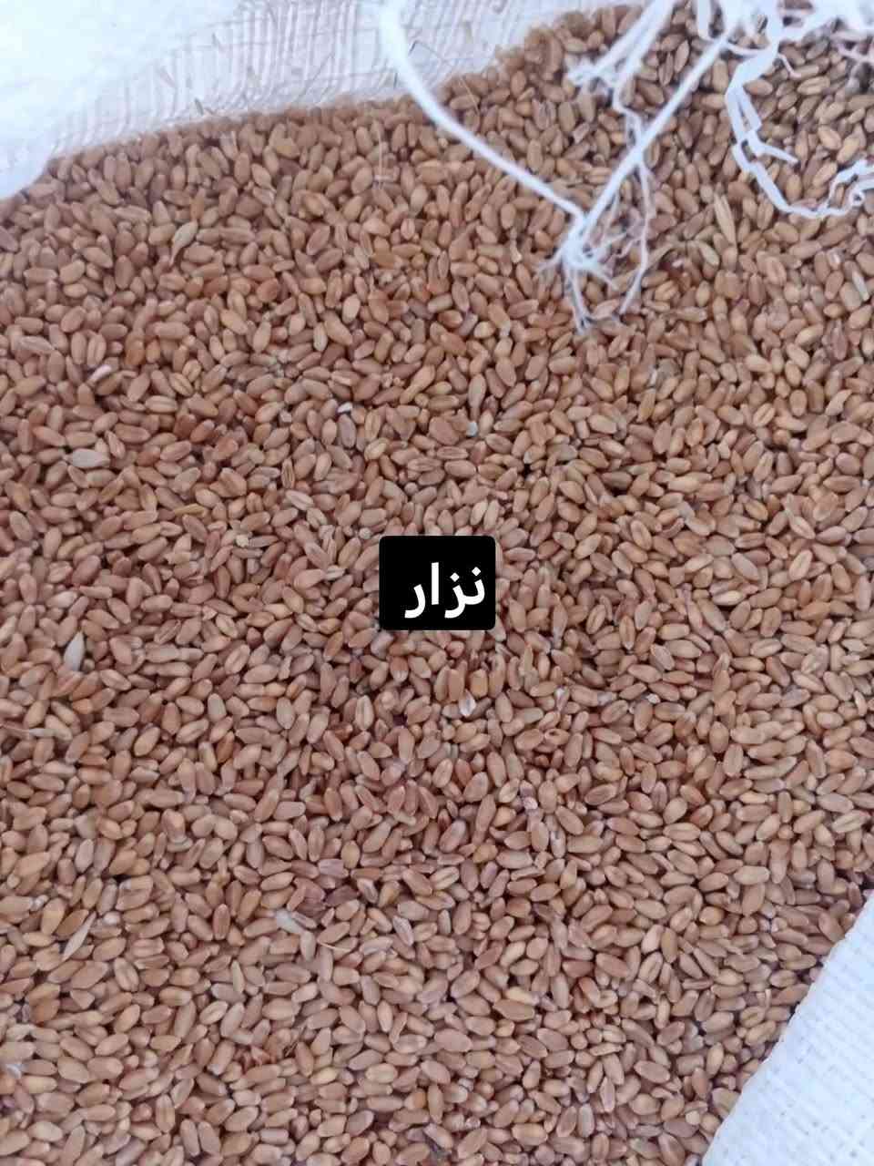 سلام عليكم توجد حنطه اوسكان وحنطه نزار مال طشاش شرط الخبز سعر طن ٤٥٠ مكان قضاء حديثه ناحيه بروانه الاستفسار ***********
