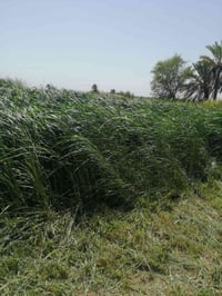 الفلوجه الكيفيه • دونم ونص • طابو زراعي سند25