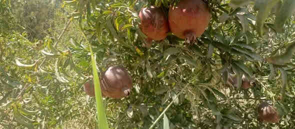 الف متر  للبيع طابو زراعي سند 25 تحويل مباشر بسم المشتري العنوان بغداد ناحية الراشديه الواجهه 20 للاستفسار الاتصال على الرقم *********** مكتب العبيدي للعقار
