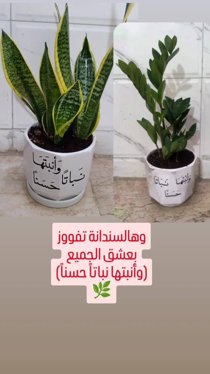 جايكم العيد وعيد الأم ☺️
شنو احلى من الجمال الطبيعي تهدوه لأمهاتكم🌷
 شوفولي جمالهم مع السنادين (ومتوفر طباعة اي شي يعجبكم ع السندانة) 👇
#مشتل_زهور_النرجس 
توصيل//متوفر لكل المحافظات 
الدفع// متوفر ماستر. او زين كاش (لليحب يرسل هدية)


**إذا كنت صاحب هذا الإعلان وتريد حذفه لأي سبب، رجاءا أرسل رسالة إلى الدعم الفني**