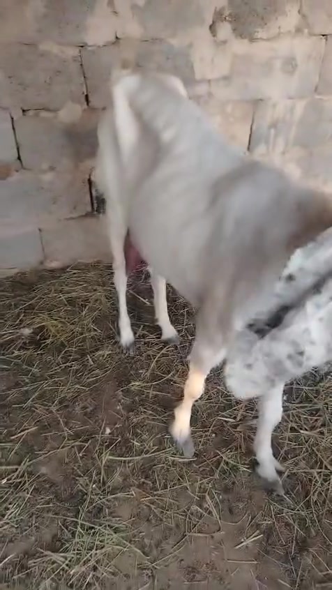 صخله افغانيه وراها نثيه شاميه سالمه سن وشطر مكان بغداد الشعله السلاميات سعر 550بيها مجال


**إذا كنت صاحب هذا الإعلان وتريد حذفه لأي سبب، رجاءا أرسل رسالة إلى الدعم الفني**