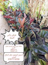 مشتل الجمعيه • الدجيل خلف الدفاع المدني • توصيل داخل الدجيل