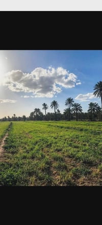 يوجد ارض زراعيه البيع مساحه 40دونم بيه مي وكهرباء وشارع بصفه تصال 0780...