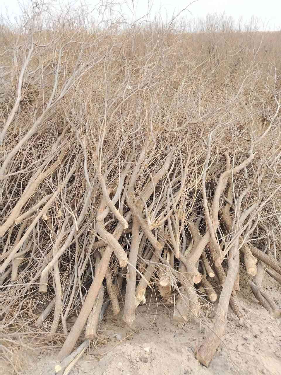 سلام عليكم حطب🪵🪵 طرفه خشانه خير م̷ـــِْن •اللّـہ̣̥  للبيع @***********
