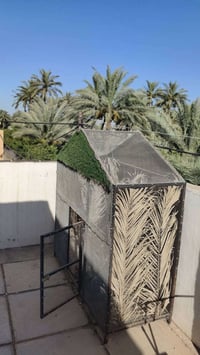 محميه • بلابل • كلش حلوه