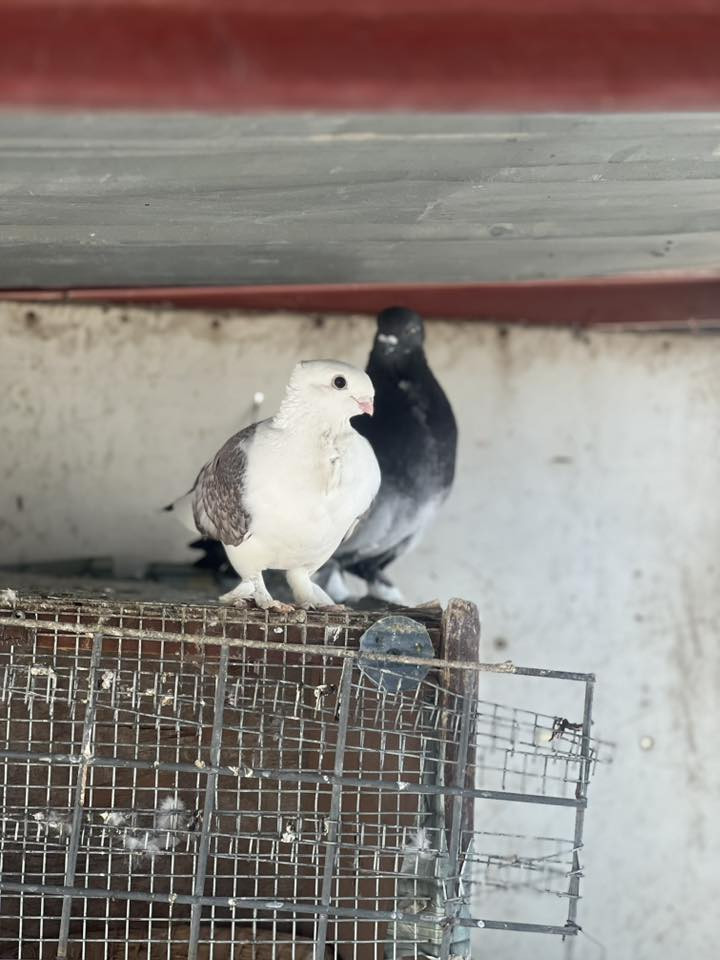 السلام عليكم متاح خدمة  حمام زينه عدد 9زواج كلهه طيره وفحل ضمان الانتاج مال بيت طيور نظيفات مكاني حي النصر توصيل موجود حسب الاتفاق *********** سعر الزوج 50الف وبيهن مجال
