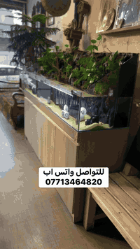 #اناقة . #متانة . #حرفية بالتصميم . #ضمان …. 

حوض قياس 2 متر بلداريوم .. نباتات طبيعية ضلية مع حوض اسماك مزيج بين الطبيعة والخيال 🤗
………….
👇👇👇👇👇👇👇👇👇 

للحجز او الطلب او معرفة السعر وباقي التفاصيل  والموديلات راسلنا على الواتس اب  ..
للتواصل واتس اب 
***********
👇👇👇👇👇
رابط الواتس اب 
https://wa.me/message/HGVGA73WBKX7N1
رابط التيك توك
https://www.tiktok.com/@osamaalsudane?_t=8nKrZkRPojB&_r=1
رابط الفيس بك
https://www.facebook.com/profile.php?id=61560275963976&mibextid=LQQJ4d

🔴🔴🔴🔥🔥🔥🔥🔴🔴🔴🔴🔴

#جيروز #مستلزمات_احواض 
#احواض_زينة
 #اسماك_زينة
#ديكور_احواض #عالم_الاسماك #نباتات_مائية
#فلتر_احواض #إضاءة_RGB #إضاءة_احواض
#هواة_الاسماك #تنسيق_احواض #تجهيز_احواض
#اسماك_ملونه #محبي_الاسماك
‏ #AquariumSupplies
‏#FishTankSetup #Aquascaping #RGBLighting
‏#AquariumGear #TropicalFish #PlantedAquarium
‏#FreshwaterAquarium #AquariumAddict #AquariumLovers
‏#Jeros #AquariumLife

