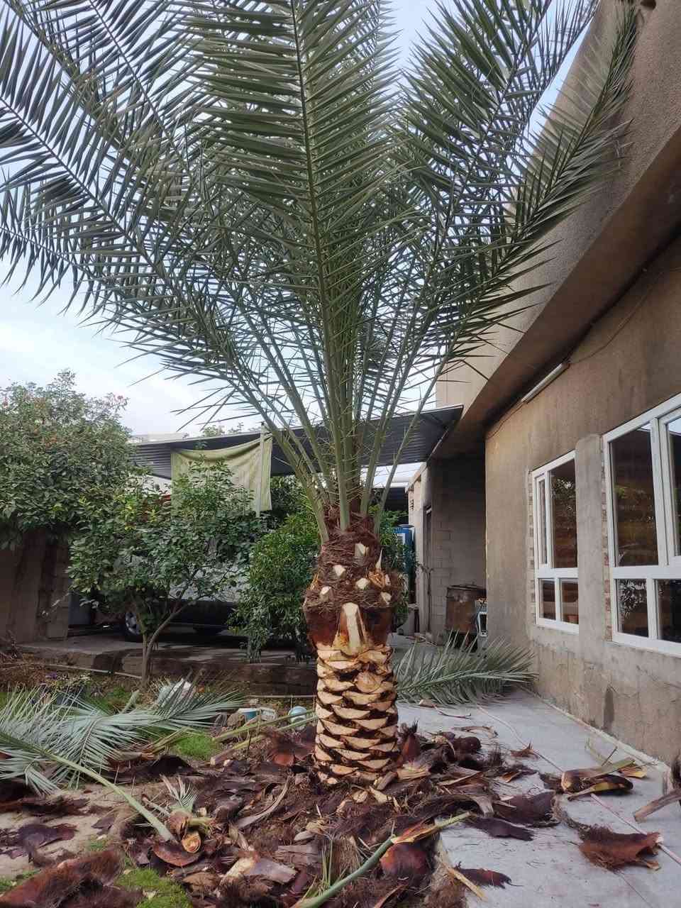 سلام عليكم تكريب وشلاع النخيل وشلاع المايه وتصميم حدائق بسعار مناسبه ***********
