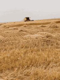 السلام عليكم حاصدة للبيع موديل 2020

خمسة بلم اوربي فول مواصفات حجم 5.90  للاستفسار الاتصال برقم ***********
