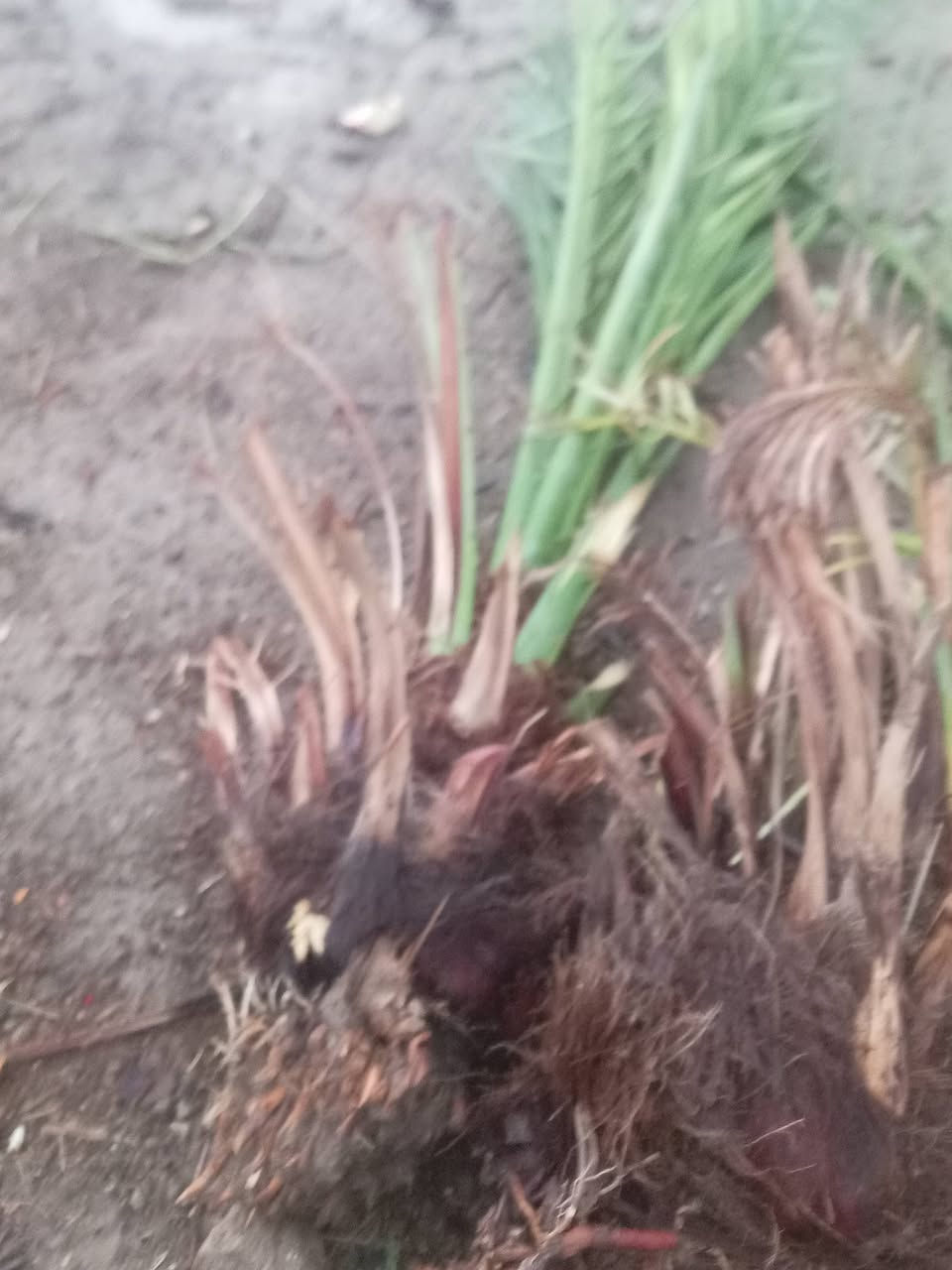 السلام عليكم يوجد فسلان ملون بربن حر
مكتومَ، شويثي، جبجاب، سلطاني، طبرزل. حمراوي،، زهدي اتصل ودلل يوجد توصيل ***********
