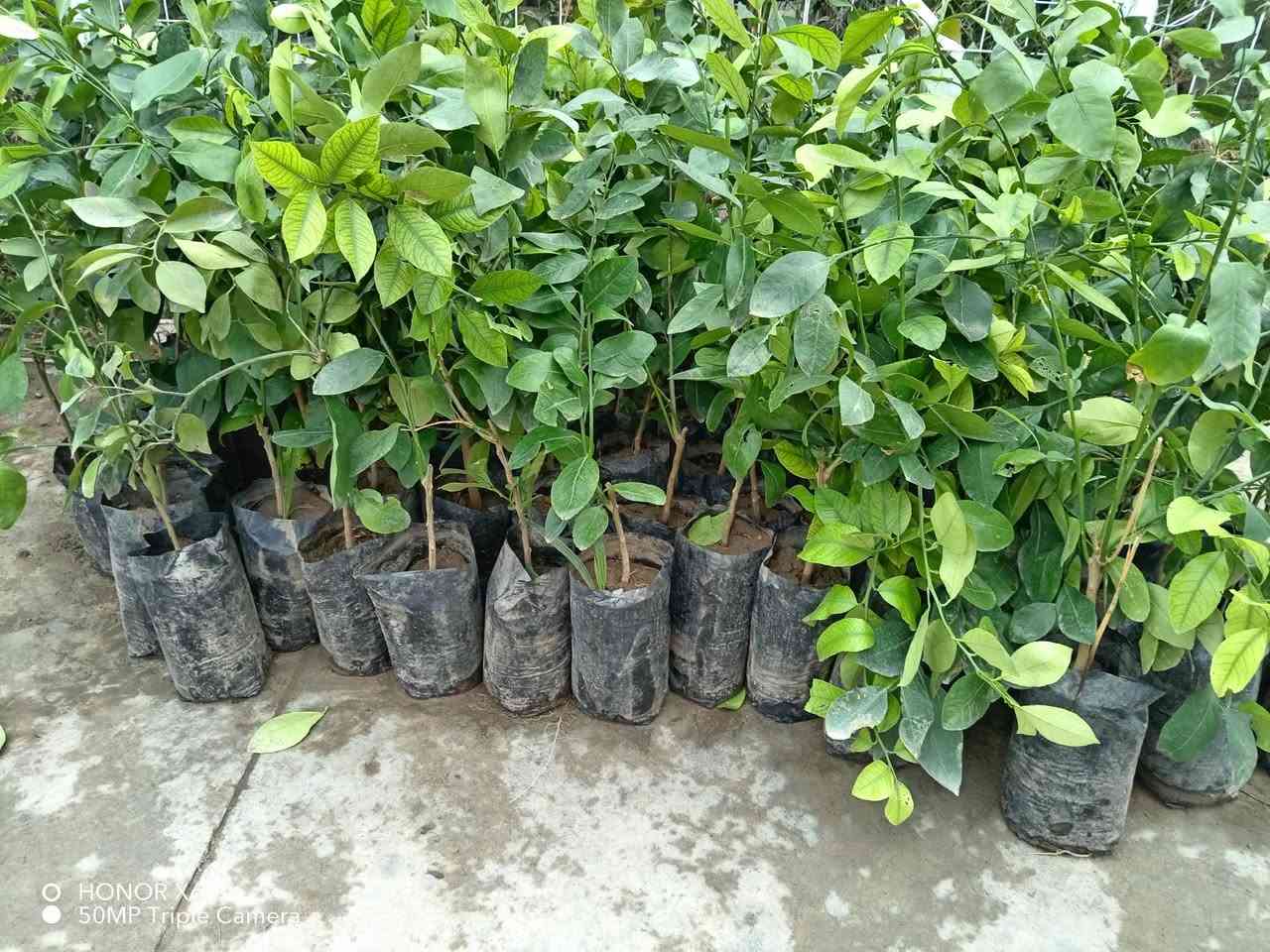 شتلات برتقال وليمون عراقي ولالنكي سعر ١٠٠٠ دينار  عنوان شارع علوة مخضر قريب دائرة نفوس الاتصال ٧ ٠٧٧٠١٠٠٧١٧؛؛ *********** ***********
