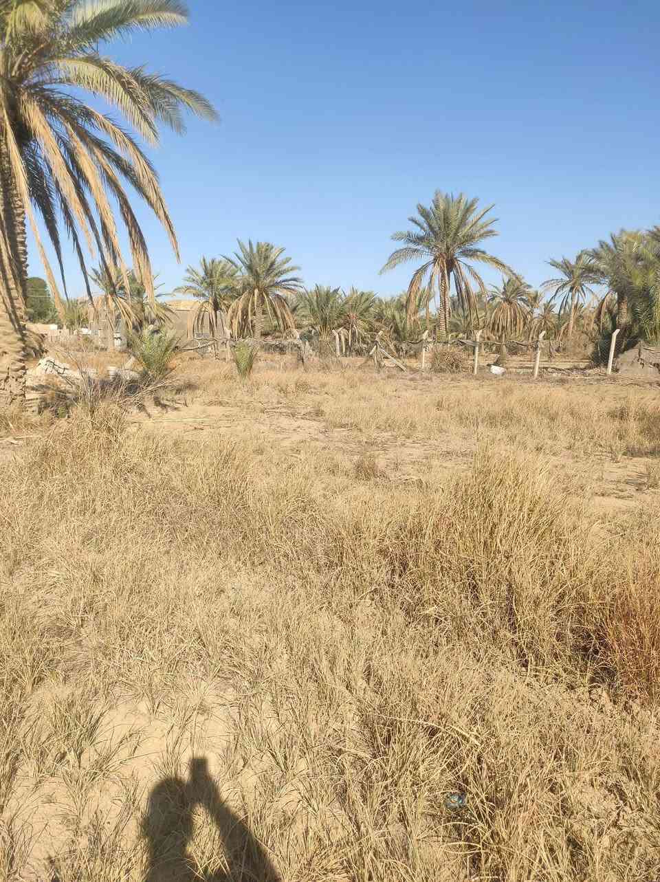 مزرعه للبيع 🥀🌹💨
المساحه ١٨٥٠ متر واقع حال ٢٠٠

تحتوي على عدد من النخيل 
الموقع طريق الدغارة 
يفصلها عن الشارع فقط المحرم 
تبعد عن طريق الفرعي تبليط فقط ٥٠ متر 
للاستفسار مراجعه مكتب الساقي للعقار حي الجامعه قرب شارع 20 
***********
