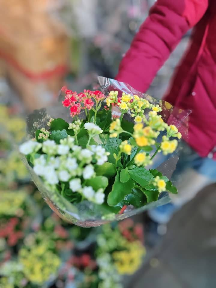 نبات كلانشو
نبات عصاري؛ لذلك يطلق عليه البعض اسم (صبار كلانشو)، مزهر وأزهاره طويلة العمر، وتأخذ ألواناً عدة من الأحمر والأصفر والبرتقالي والأرجواني

الكلانشو من النباتات التي تتحمل العطش والحرارة، وكون النبات مزهر فهو يحتاج لإضاءة قوية بعيدة عن أشعة الشمس المباشرة وتروى عندما تجف تربتها، ما يميز الكلانشو هو طول فترة الازهار.

يتحمل نبات الكلانشو تقلبات الحرارة المختلفة

السعر  7 الف  حجم كبير 
مشتل المصطفى  

للحجز عن طريق الخاص او على الارقام التالية عن طريق الواتس اب ....... 
   ... ***********
