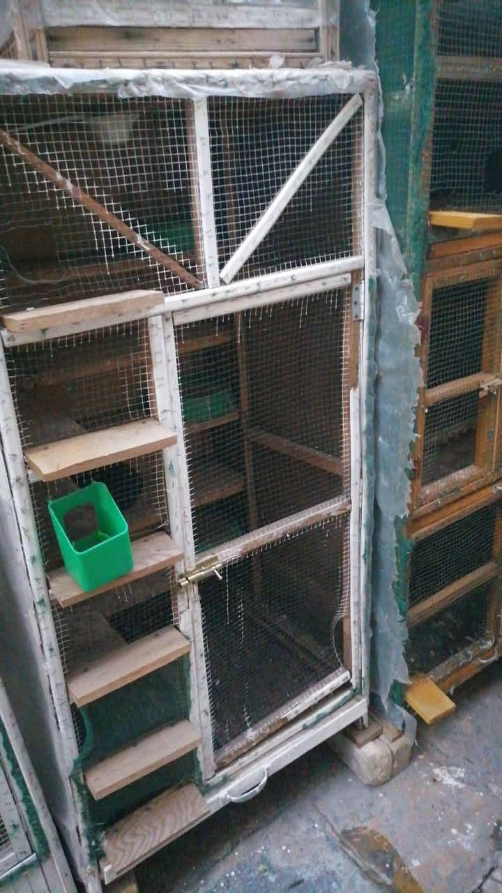 السلام وعليكم حبايب عندي ذني 3اقفاص او وياهن 3خانات اكبار كلهن اب 100 الف رايدهن الي يريدهن عندي خاص او هذا رقمي بي بس واتساب ***********

