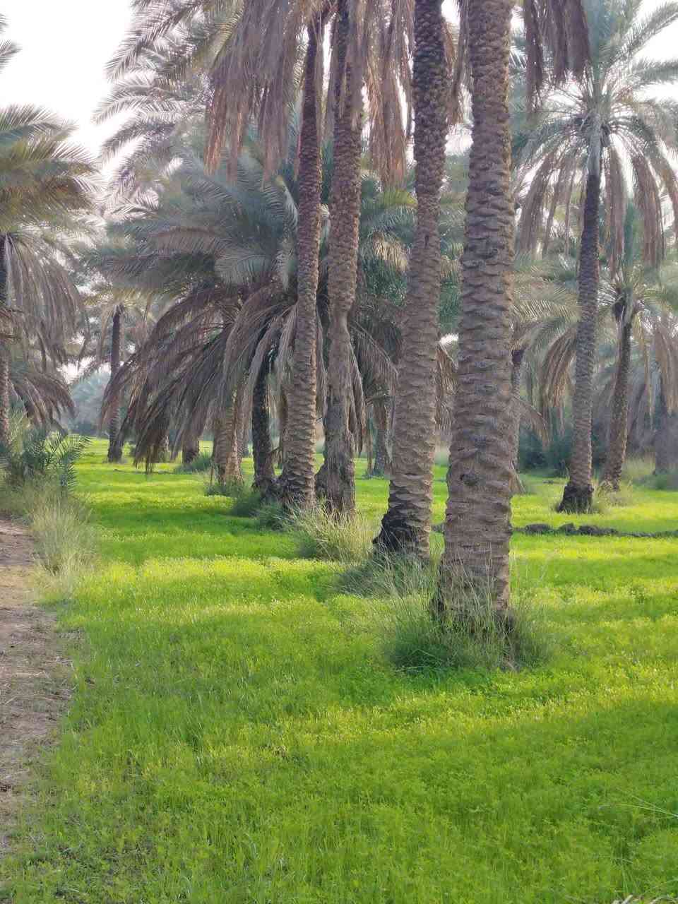 اللهم صل على محمد وال محمد
أرض للبيع طابو زراعي المساحه 43 دونم سند منفصل تحتوي على 750 نخله أشجار 33 دونم مغروس بالنخيل والأشجار و 10 دونم ارض غير مزروعه خدمات تسقي سيح كهرباء تبعد عن شارع التبليط ٩٠ متر سعر الدونم 65 مليون الاستفسار ع الرقم *********** اتصال ***********
الها مدخلين مدخل من بزل مطشر ومدخل من منطقه الصلاميه نزال ١٢٠ واجهه بحدود ال 1000 متر
