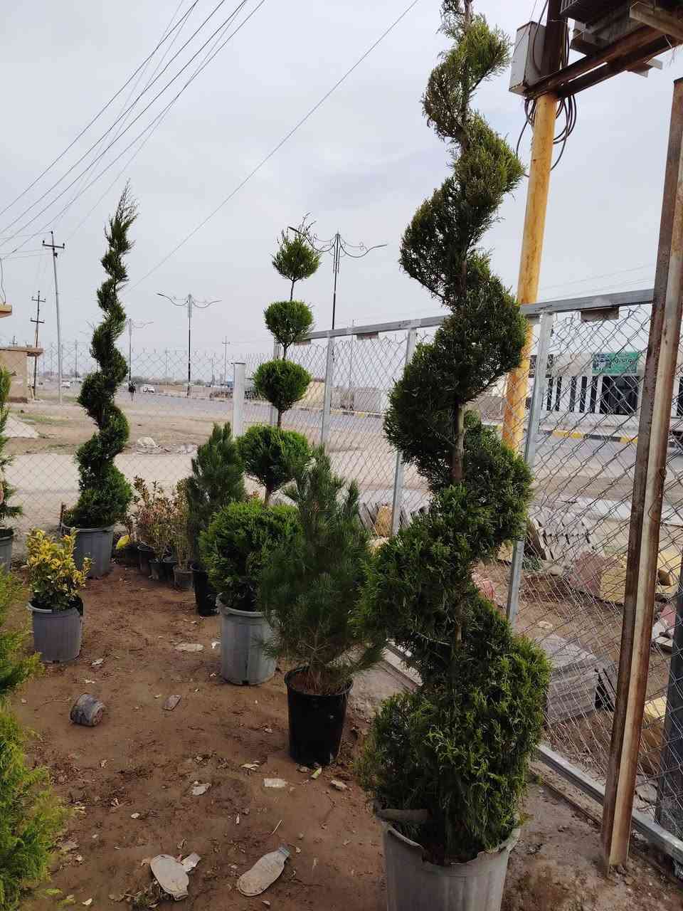 السلام عليكم ورحمة الله وبركاته 

جديد وأسعار مناسبة جدآ 

 تاريخ  اليوم   /  4 / 2 /2026/ 

   أشجار نفضية وأشجار دائمة متوفرة جميع الأشجار  والورود 
 موقع المشتل الشرقاط الساحل الأيسر الهيجل قرية المشهد
يوجد توصيل داخل الشرقاط 

* (  للتواصل والاستفسار ارقم  الهاتف وتساب( ***********) واتساب (***********
