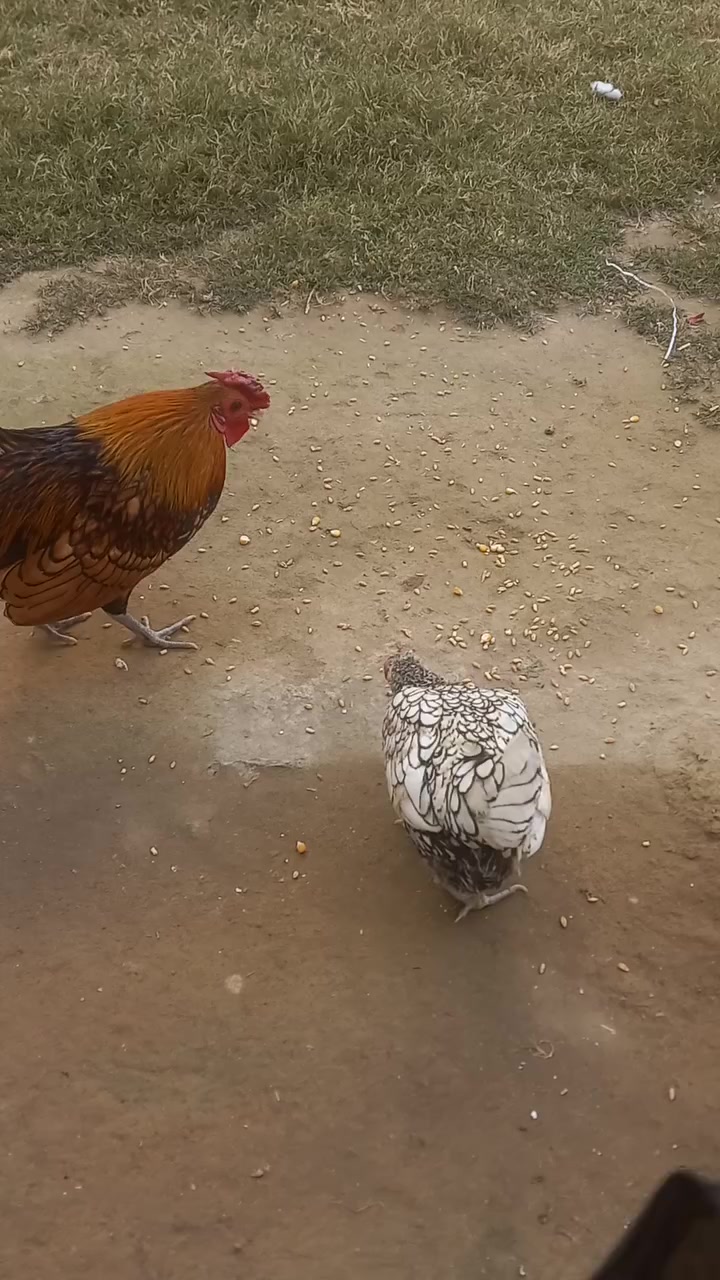 متاح
زوج اسباني كما واضح بالفيديو بكد جف الأيد
نصاحه خير من الله  .الدجاجه تريد تبيض(تكاكي)
#سـ الزوج 80
سامراء


**إذا كنت صاحب هذا الإعلان وتريد حذفه لأي سبب، رجاءا أرسل رسالة إلى الدعم الفني**