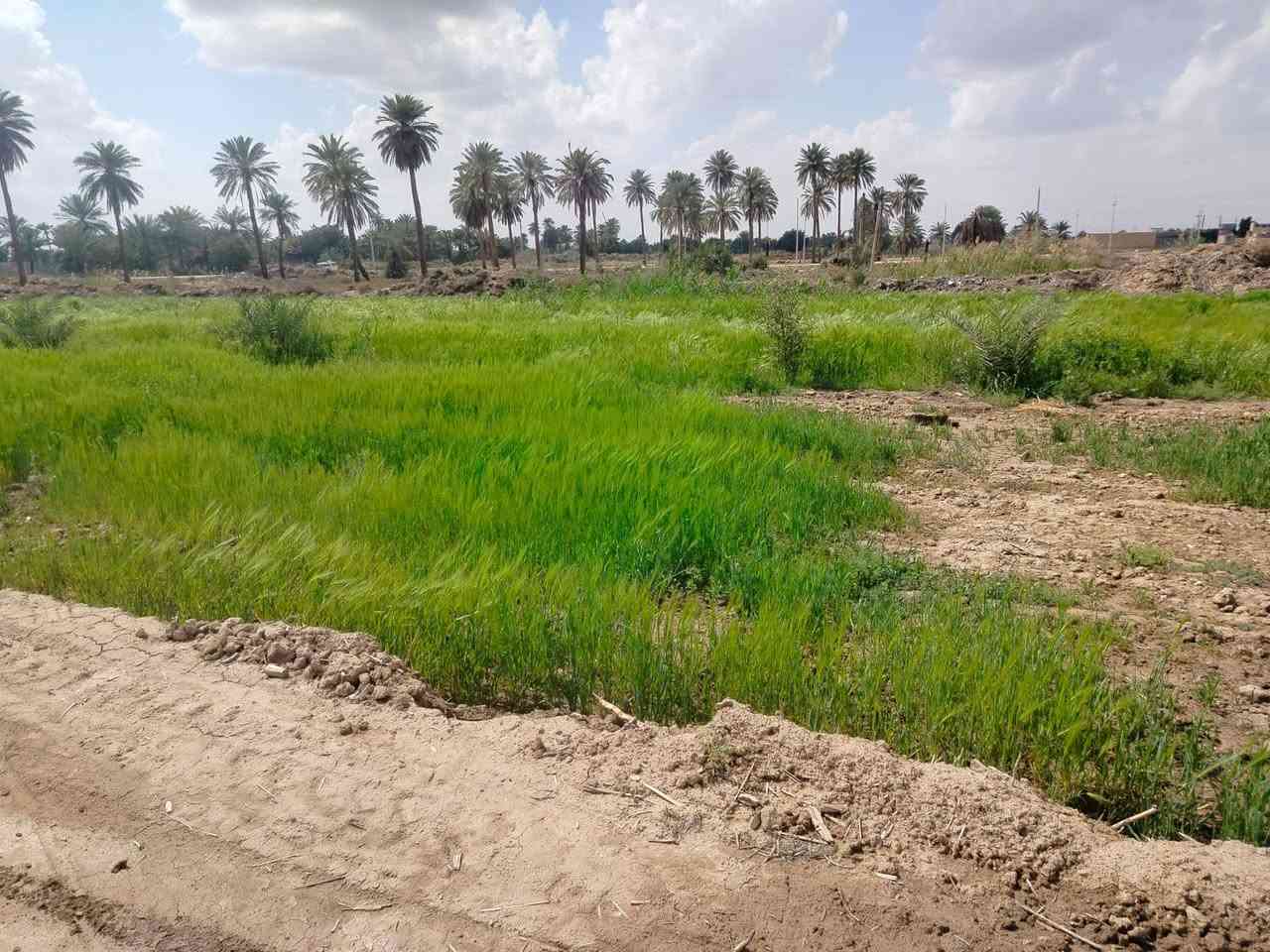 للراغبين بالاستثمار الزراعي المميز أو بناء استراحة ريفية على ضفاف الماء، نعرض لكم أرضاً بمواصفات استثنائية:
​📍 الموقع: محافظة ذي قار - قضاء الغراف - قرية آل كيطان.
🌊 الإطلالة: تقع مباشرة على شط الغراف (تبعد عن الشارع العام 40 متر فقط).
📏 المساحة: 3900 متر مربع.
​✨ تفاصيل الأرض والخدمات:
​ثروة زراعية: تضم 25 فسيلة نخل من أفخر الأنواع (برحي، شويثي أصفر وأحمر، كنطار، وأصبع العروس).
​منظومة ري كاملة: غطاس ماء (انجين) مع هوز بطول 100 متر ممتد على طول الأرض.
​وفرة المياه: سقي مباشر ومضمون من الشط.
​سهولة الوصول: موقع قريب جداً من الخدمات والشارع العام.
​💰 السعر المطلوب: 120 مليون (وقابل للتفاوض مع المشتري الجاد).
​📱 للتواصل والاستفسار:
***********
