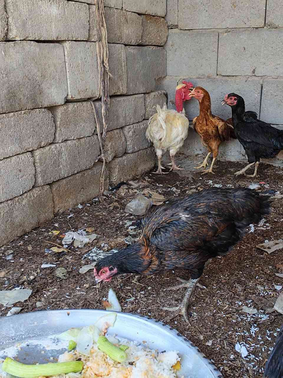 للبيع بسعر 50 المكان القرنه حي سلام


**إذا كنت صاحب هذا الإعلان وتريد حذفه لأي سبب، رجاءا أرسل رسالة إلى الدعم الفني**