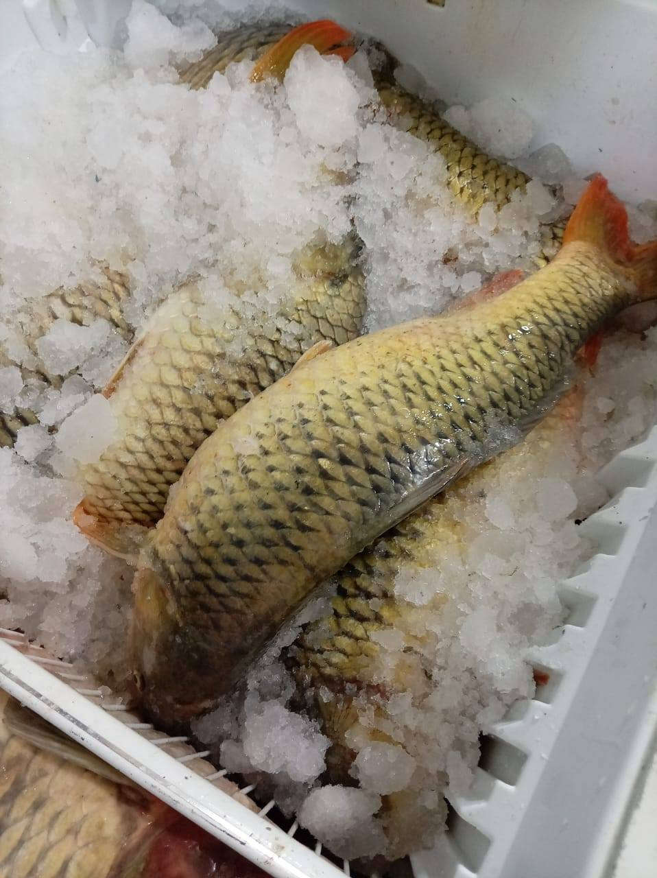 بسم الله الرحمن الرحيم يوجد لدينا سمج بحيره ثرثار لسعر كليو 4500 وسط ويوجد لدينا سمج بحيره ثرثار خشن لسعر 4000 دينار يوجد لدينا غريبه 4500 ويوجد لدينا تنظيف وتقطيع مجاني ويوجد لدينا خدمة توصيل العنوان حديثه سوق حقلانيه للستفسار الاتصال على الرقم الهاتف رجاءاً ***********
