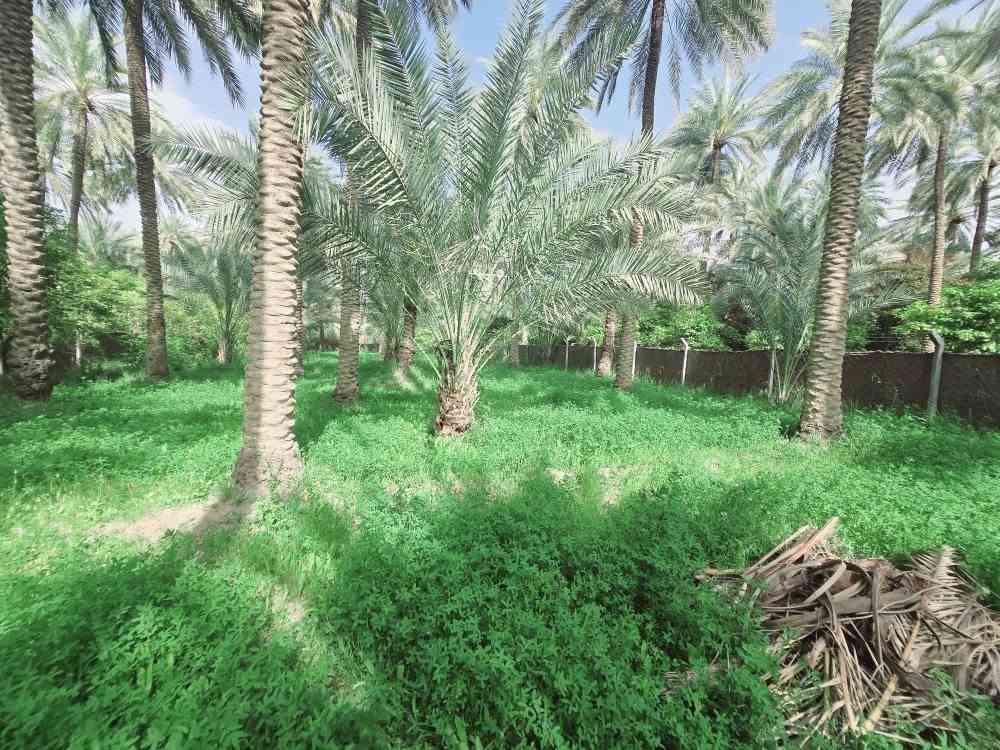 اللهم صل على محمد وأل محمد ليوم
جبنالكم عرض مميز  وبسعر مناسب جدا واحلئ

 مايكون بهذا العرض هوه المنطقة والجيران الطيبة والهدوء 

 للبيع    دونم اله 250 مترالمساحة بالأمتار 2250 متر محدد ومسيج بالكامل 

   تتوفر كافة الخدمات 

  كهرباء ضغط عالي مي اساله 

   مي سقي سيح البستان مخدومة

 بالكامل العنوان كربلاء شارع الحسينية سايد المواكب

 قرب جسر 🌉 الإبراهيمية الها مدخلين مدخل الأول من

 شارع الحسينية ومدخل الثاني من شارع الابراهيمية تبعد

 عن شارع الحسينية 1000  متر وعن جسر الإبراهيمية كيلو ونص 

 وعن مركز المدينة 15 كيلو منطقة سكنية عرض الشارع

 النازل عل بستان 6 متر واكو مكانات 7 و 8 م علمأ نوع السند

 طابو زراعي سند 25 تحويل سهم مباشر بأسم المشتري

 أصل السند  6   دونم فقط انزل اسمك سهم بالسند بمساحة

2250 متر 

#السعر   180    مليون  مع المجال

 للجاد بالشراء 

للإستفسار أكثر #اتصلوا بالأرقام التالية 

(  ‏‪***********‬‏  )(  ***********  ) 

ابو فاطمة عنوان المكتب شارع الحسينية قرب جسر 🌉 الإبراهيمية مقابل شارع عون مكتب النافعي للعقارات كربلاء    النافعي للعقار       #اشاره #الاصدقاء #متابعين #اكسبلور #الجميع #متابعين #اكسبلور #الجميع #متابعين #اكسبلور @إشارة @الجميع  @إشارة #عقارات بساتين وقطع اراضي كربلاء بساتين كربلاء بساتين كربلاء بساتين واراضي كربلاء
