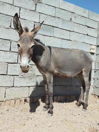 شباب طرش للبيع العدد ثلاثه ‏‪07863442000‬‏