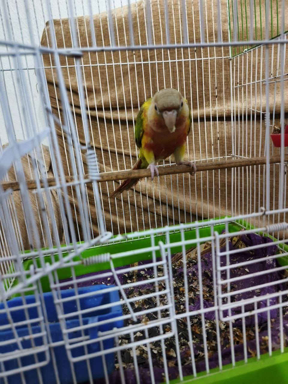 طير كنيور اناناس للبيع الاستفار خاص


**إذا كنت صاحب هذا الإعلان وتريد حذفه لأي سبب، رجاءا أرسل رسالة إلى الدعم الفني**