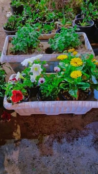 سندانه ورد • ٥٠×٢٠ • توصيل السماوه