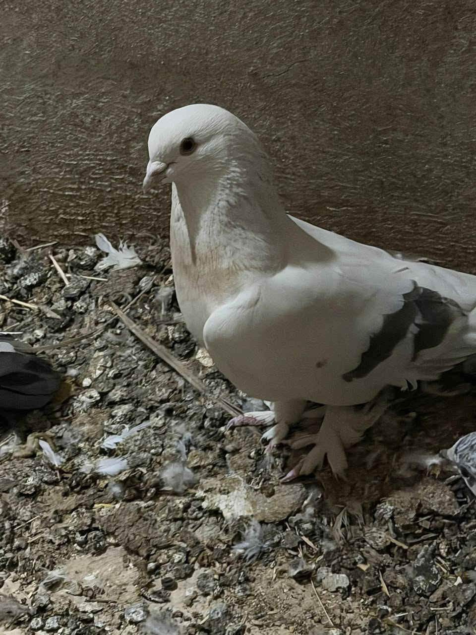 متاح زوج صوابين السعر ٢٥


**إذا كنت صاحب هذا الإعلان وتريد حذفه لأي سبب، رجاءا أرسل رسالة إلى الدعم الفني**