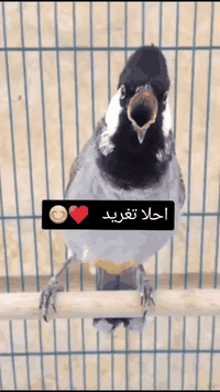 بلبل وحشي طور تغريد فول وحدا ب١٥ مع القفص ب20 تلبيسه قفص بالفين  اكل ب...