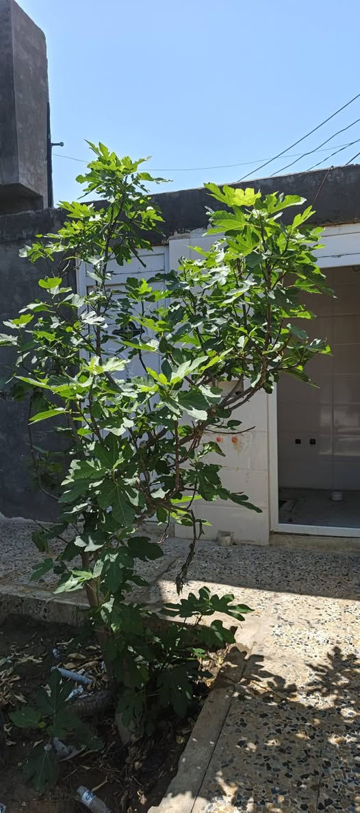 سلام عليكم بيت امن الداخلي منطقة 23مساحه 220
***********
