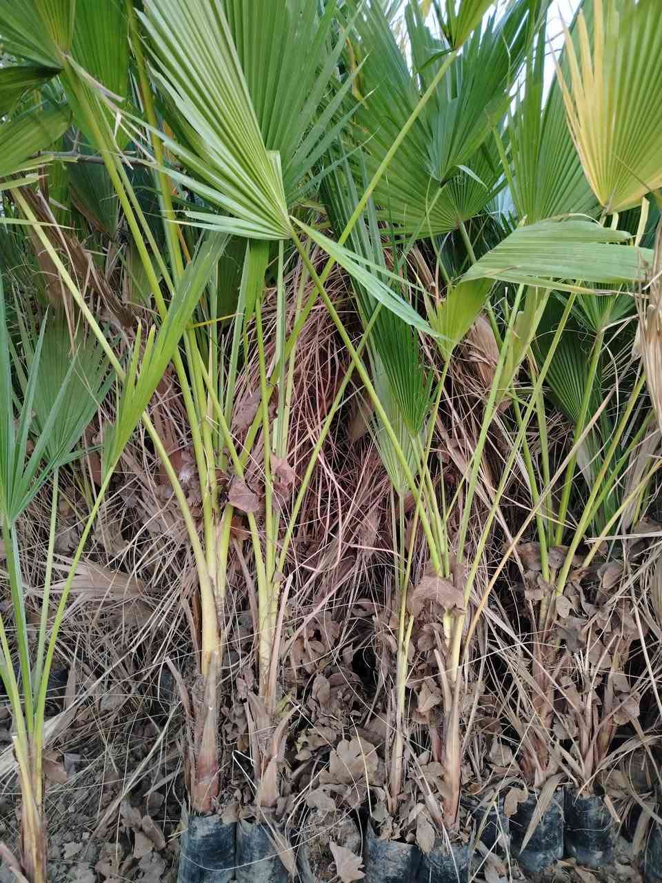 واشنطونيا إرتفاع متر إلى  مترين ونص عمره ثلاث سنوات بسعر ٥٠٠٠ جمله وفرد ٧٠٠٠ دينار
بابل القاسم قرب جامعة القاسم الخضراء
***********
