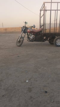 ستوته • ستوته للبيع • ستوته فحل • ستوته عالية • ستوته كركوك • ستوته بن...