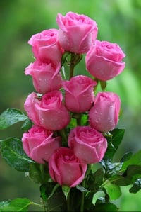 سفوان-البصرة • محتاجين بنيه • مركز المتحان