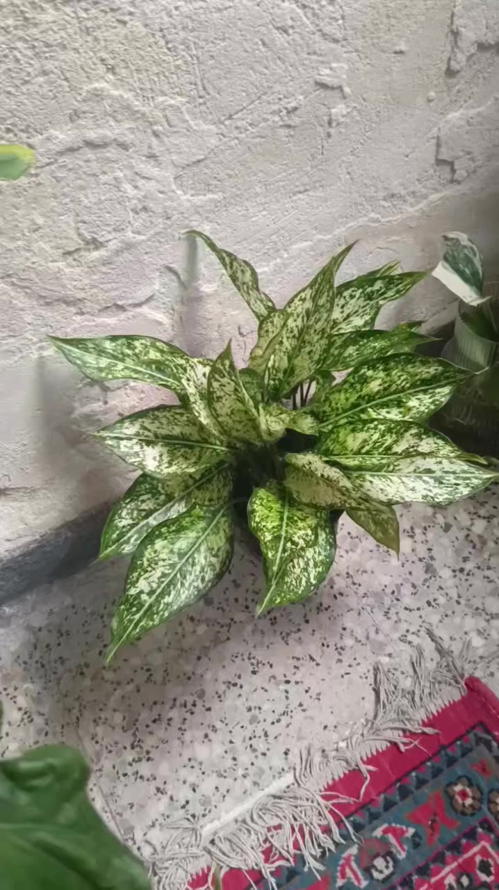 سلام عليكم.... نباتات ب اسعار مناسبه توجد خدمه توصيل لجميع المحافظات وداخل كركوك


**إذا كنت صاحب هذا الإعلان وتريد حذفه لأي سبب، رجاءا أرسل رسالة إلى الدعم الفني**