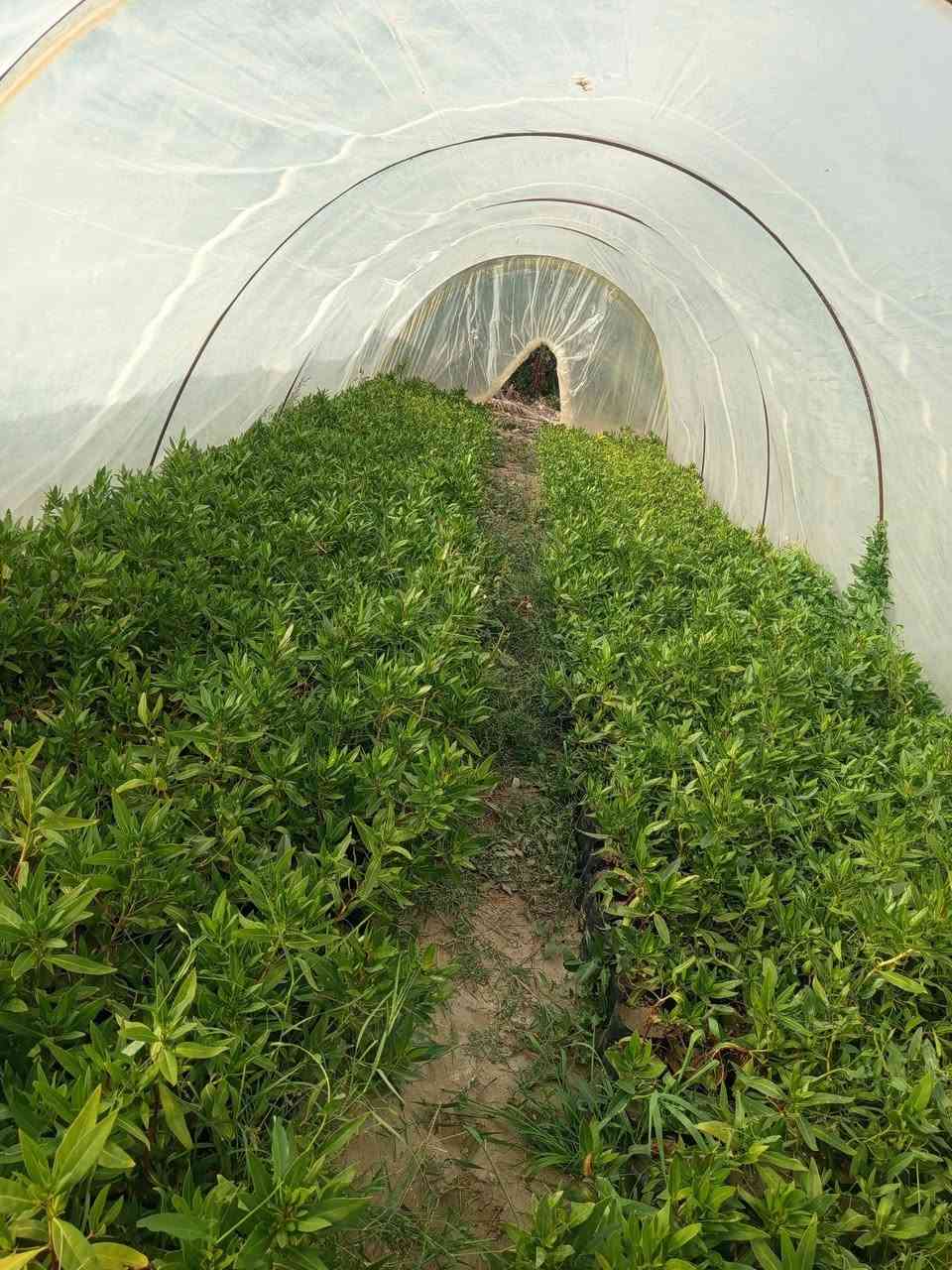 السلام عليكم 
يوفر مشتل السيد 
كاربس بعدت ارتفاعات
للاستفسار على هذا الرقم  ‏‪0781 094 2921‬‏
#مشتل #السيد #كاربس #بيزا #بابل
