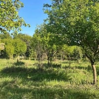 أرض زراعيه البيع مكان تاجي ترهم مزرعه متوفر كافه الخدمات الاستفسار 075...