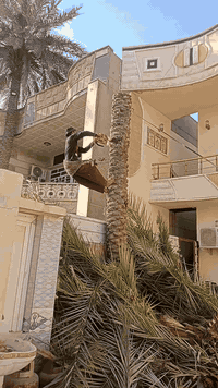 يوجد اكدر محترف قطع نخل
ال سفسار اتصال رقم بي واتساب(((( ***********))
