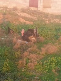 ديج • بصراء • للبيع