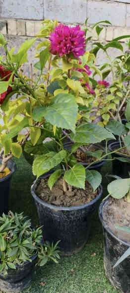 بيع كانت أنواع الورود و الشجار و المتسلقات الاتصال على الرقم ***********
