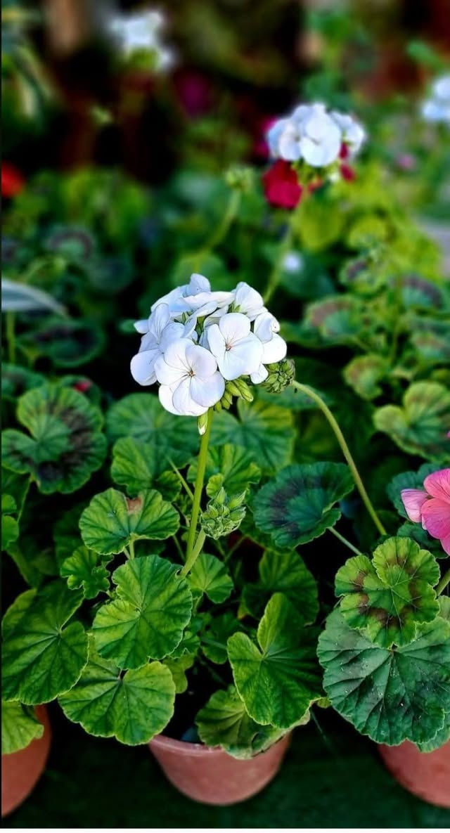 كل شتلة داخل المنشور سعرها الفين دينار الاسماء تحت الصور 

#العنوان_القائم_حصيبة 
شارع ابو رندة القديم شارع صيدلية النبع مقابل قرطاسية ديار الأمل 

الإتصال *********** مشتل ابوبكر
