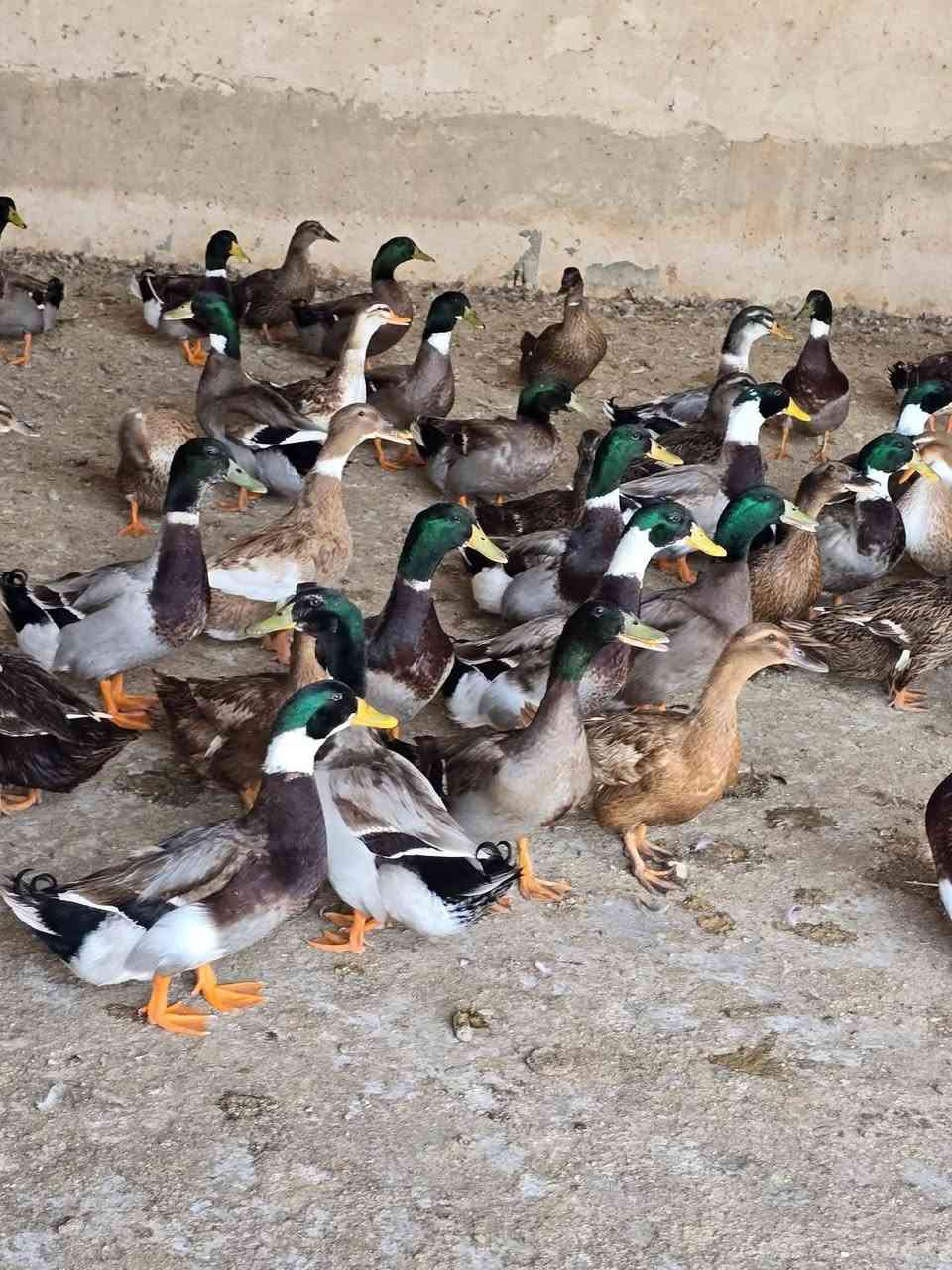 متوفر اليوم  خضيري عراقي درجه اولى 
سعر الزوج 25 الف تنضيف تقطيع مجاني 
للحجز *********** بي واتساب 
او مراسلة الصفحه 
تتوفر خدمة التوصيل داخل النجف والكوفه اقضيه ونواحي 
العنوان النجف الأشرف بداية ملحق الروان مقابل حلويات المنار
