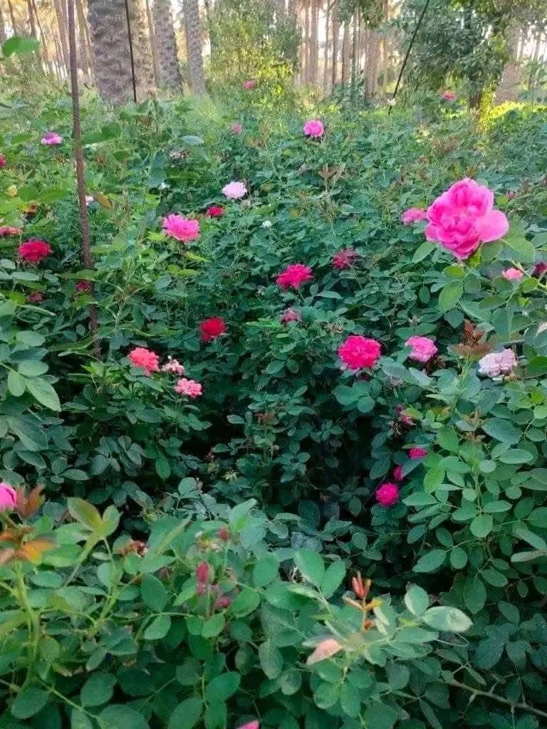 جوري عراقي سلطاني متوفر 
مشتل شهيد العتبي
العنوان واسط العزيزيه قرب معمل السوس 
الاستفسار مراسله الصفحه او الاتصال ***********
