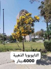 🌳✨ يتوفر الآن في مشتل الشاهين الزراعي شتلات شجرة التايبوبيا الصفراء ال...