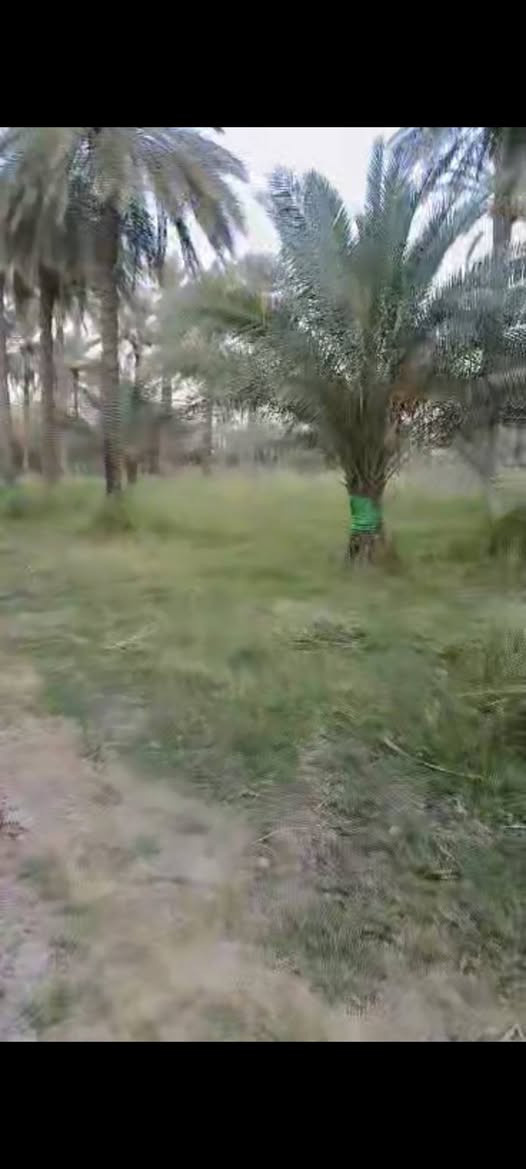 ملك 25
العنوان المدائن
مقابل الفرقة الاتحادية
ثالث دونم عن الشارع العام
الواجهه 51 ونصف النزال 24 ونصف
الخدمات
ماء اسالة+كهرباء+ماء سقي
للاستفسار عن السعر الاتصال على الرقم *********** بغداد, العراق
