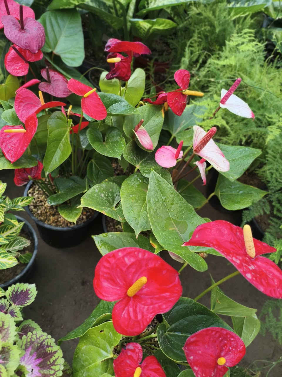 اللهم صلي على محمد وال محمد ❤️ 

على بركة الله 

وصلتنه النباتات الضليات 
العنوان شهربان حي العصري بصف المستشفى العام


**إذا كنت صاحب هذا الإعلان وتريد حذفه لأي سبب، رجاءا أرسل رسالة إلى الدعم الفني**