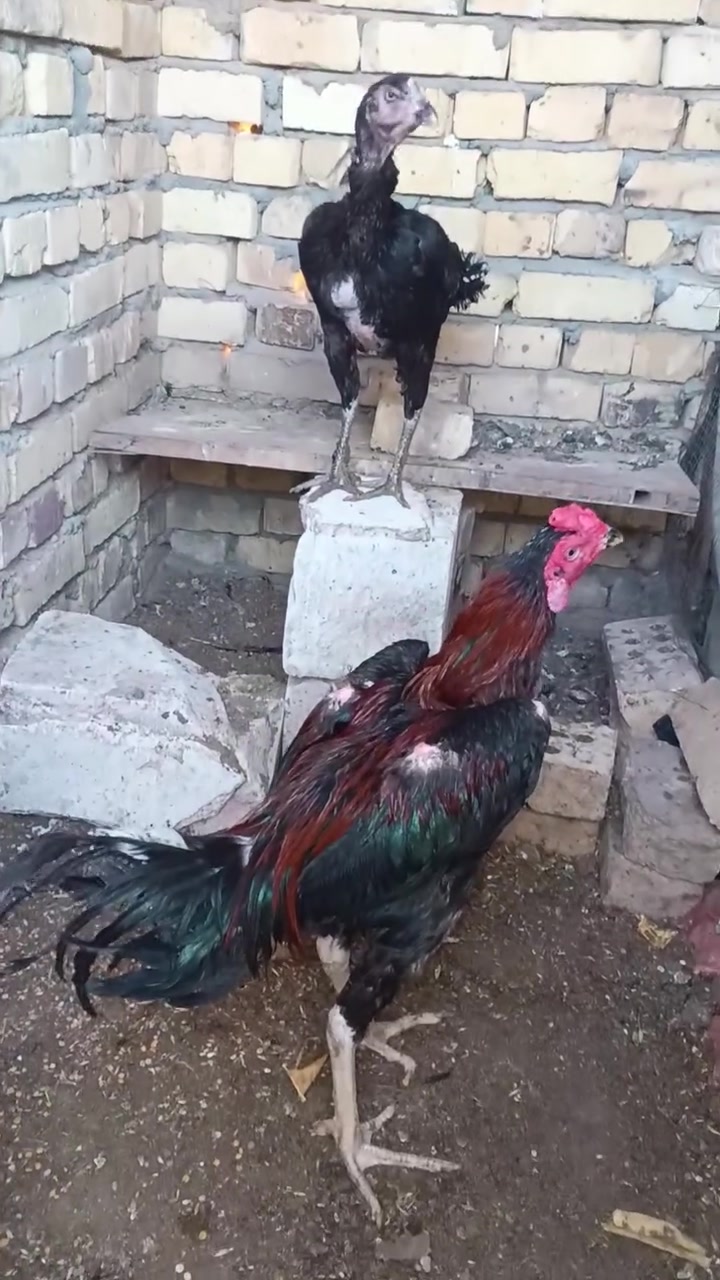 للبيع ديج ودجاجه هراتي تركي الدجاجه كاركه ملقحات لقاح كامل من كلشي


**إذا كنت صاحب هذا الإعلان وتريد حذفه لأي سبب، رجاءا أرسل رسالة إلى الدعم الفني**